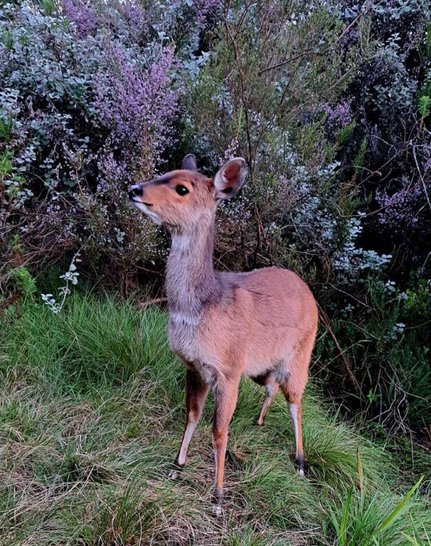 Bushbuck-Bridge