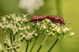 How dangerous are bug sprays to the environment