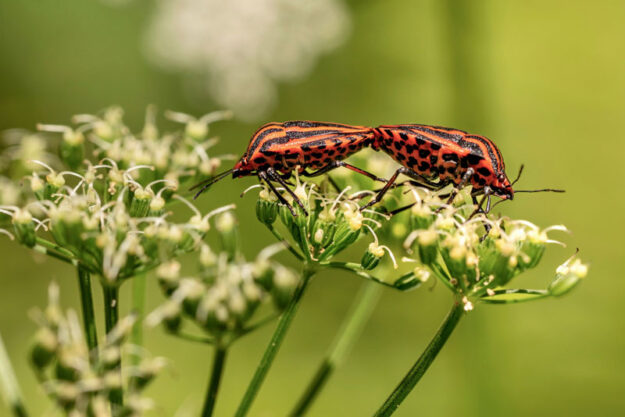 How-Dangerous-to-the-Enviro How dangerous are bug sprays to the environment