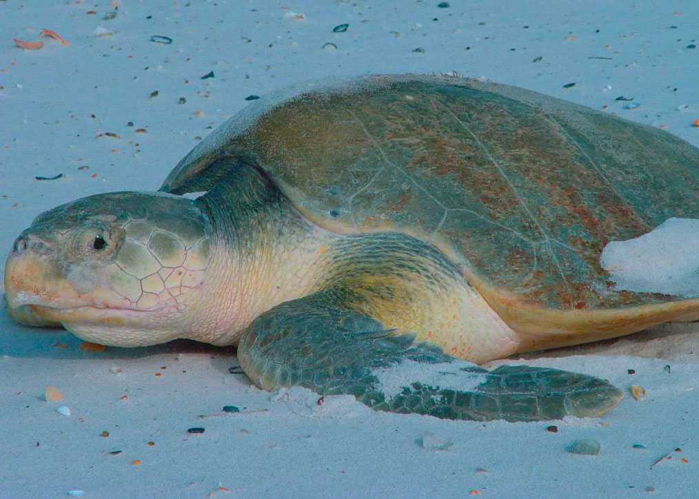 Olive-Riddley-Seat-Turtle-w