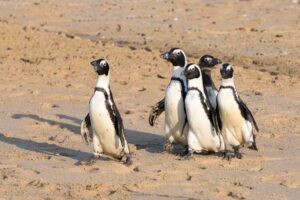Penguins being released at Plettenberg Bay