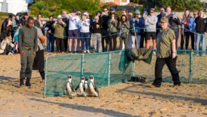 Penguins being released at Plettenberg Bay