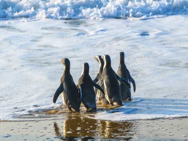 Penguin-Release-June2026_3 Penguin Release June 2026 Plettenberg Bay