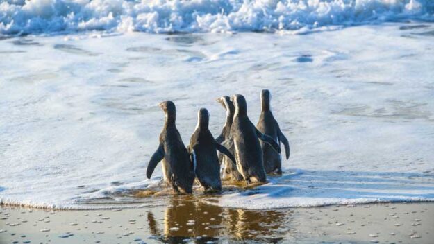 Penguin-Release-June2026_3 Penguin Release June 2026 Plettenberg Bay