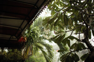 Rainwater harvesting and collection needs to be designed for different climates and biomes