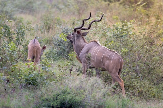 Game viewing at a remote Game Reserve. What does it take to fly to game reserves far from international airports?