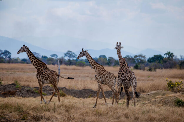 Giraffe in the wild showing what makes a pristine safari experience