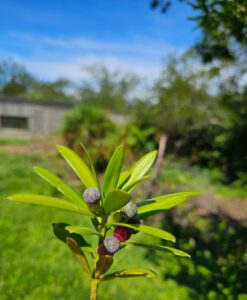 The Berry-like fruit of the real yellowwood tree