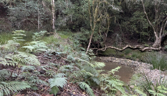 The indigenous forest at Tenikwa