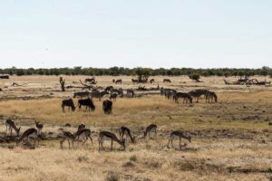 The African Wilderness is a popular photography environment