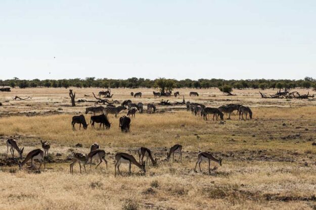 the-African-Wilderness The African Wilderness is a popular photography environment
