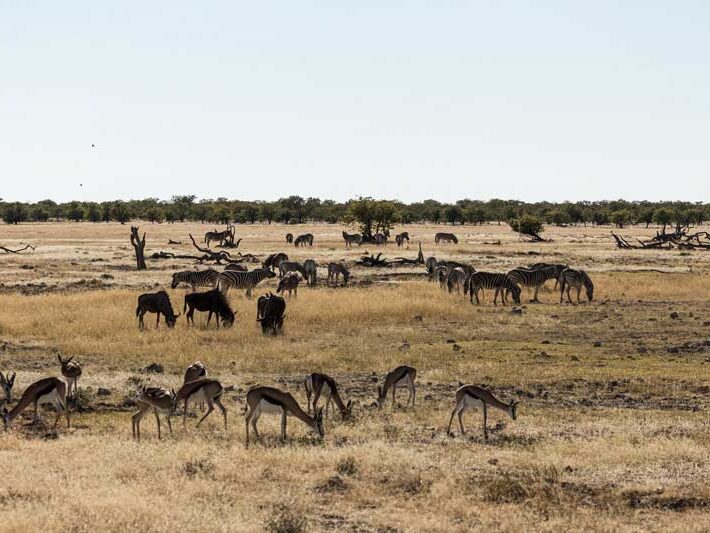 the-African-Wilderness The African Wilderness is a popular photography environment