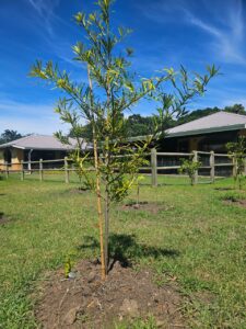 Young Outeniqua Yellowwood planted at Tenikwa Homestead